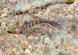 Tettigoniinae Shield-backed Katydid species; female