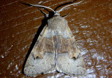 8596 - Cissusa valens; Vigorous Cissusa Moth