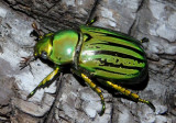 Scarab Beetles and Relatives