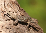 Clark's Spiny Lizard
