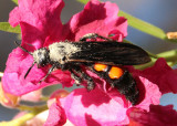 Pygodasis ephippium; Scoliid Wasp species