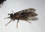 Sphecomyiella nelsoni; Pyrgotid Fly species