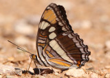 Adelpha eulalia; Arizona Sister