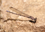 Argia pallens; Amethyst Dancer; male