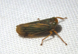 Jikradia Leafhopper species