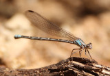 Argia plana; Springwater Dancer; female