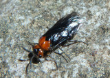 Diprionidae Conifer Sawfly species