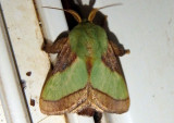 4698 - Parasa chloris; Smaller Parasa