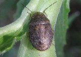 Lineostethus tenebricornis; Stink Bug species