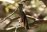 Rivolis Hummingbird; young male