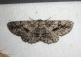 6448 - Glena nigricaria; Geometrid Moth species