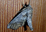 8961 - Paectes declinata; Paectes Moth species
