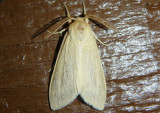 8217.1 - Leucanopsis perdentata; Tiger Moth species