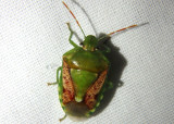 Banasa packardii; Stink Bug species
