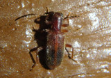 Cymatodera latefascia; Checkered Beetle species