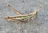 Syrbula montezuma; Montezumas Grasshopper; female