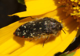 Acmaeodera rubronotata; Metallic Wood-boring Beetle species