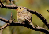 Buff-breasted Flycatcher