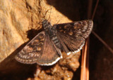 Erynnis pacuvius; Pacuvius Duskywing