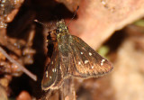 Piruna polingii; Four-spotted Skipperling