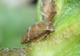 Bryantopsis ensigera; Treehopper species