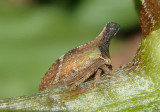 Bryantopsis ensigera; Treehopper species