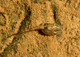 Canyon Treefrog tadpole