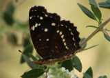 Anthanassa texana; Texan Crescent