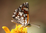 Apodemia mejicanus; Sonoran Metalmark