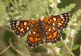 Apodemia mejicanus; Sonoran Metalmark