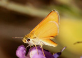 Copaeodes aurantiaca; Orange Skipperling