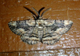 6764 - Phaeoura cristifera; Geometrid Moth species