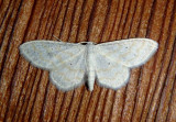 7100 - Lobocleta peralbata; Geometrid Moth species