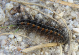 8180 - Apantesis incorrupta; Tiger Moth species caterpillar