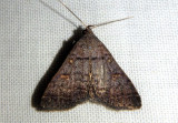 8370 - Bleptina caradrinalis; Bent-winged Owlet