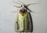 9737 - Neumoegenia poetica; Poetry Moth