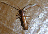 Aneflomorpha Long-horned Beetle species
