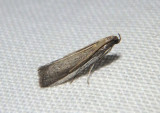 6036 - Barberia affinitella; Crambid Snout Moth species