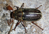 Polyphylla decemlineata; Ten-lined June Beetle