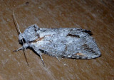 7976.1 - Macrurocampa miranda; Prominent Moth species