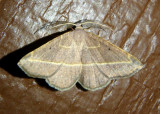 6940 - Eusarca tibiaria; Geometrid Moth species