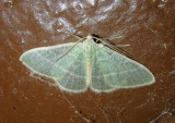 7021 - Nemoria arizonaria; Emerald Moth species; summer form