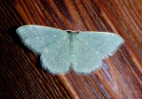 7078 - Xerochlora viridipallens; Emerald Moth species