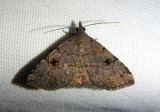 8485 - Nychioptera noctuidalis; Owlet Moth species