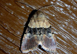 9590 - Properigea continens; Cutworm Moth species
