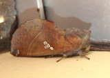 8029 - Pseudhapigia brunnea; Prominent Moth species