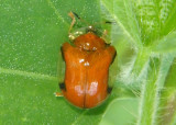 Charidotella emarginata; Tortoise Beetle species