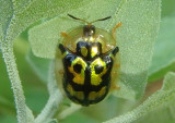 Deloyala lecontii; Tortoise Beetle species