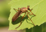 Diogmites sallei; Hanging-Thief Robber Fly species