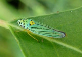 Hordnia atropunctata; Bluegreen Sharpshooter